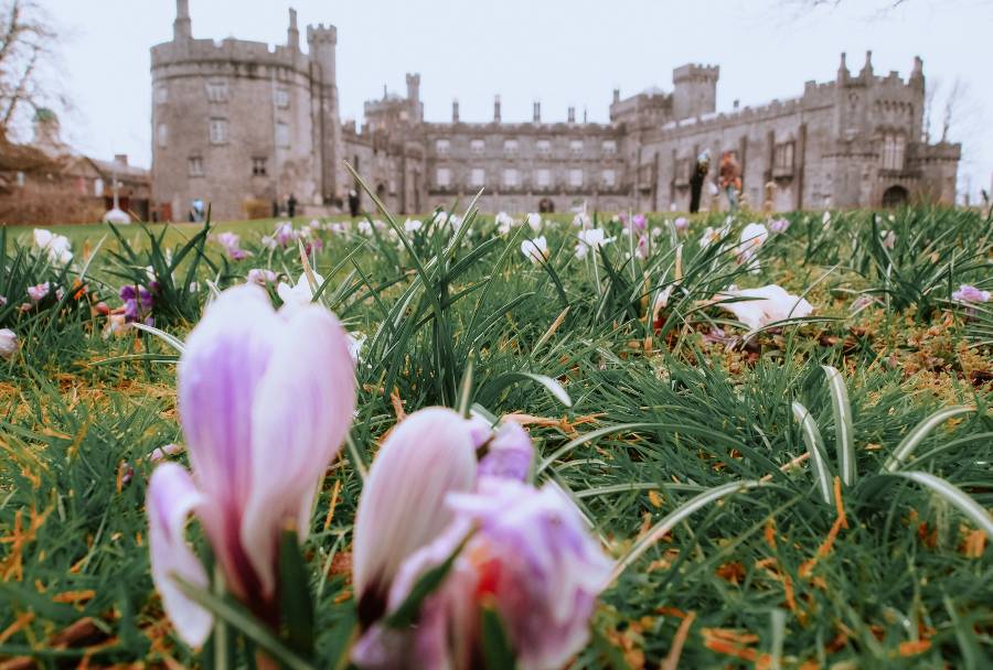 A purple flower in the grass in front of an old castle