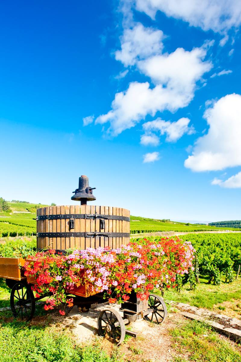 A wine barrel sounded by autumn leaves with green vineyards in the background