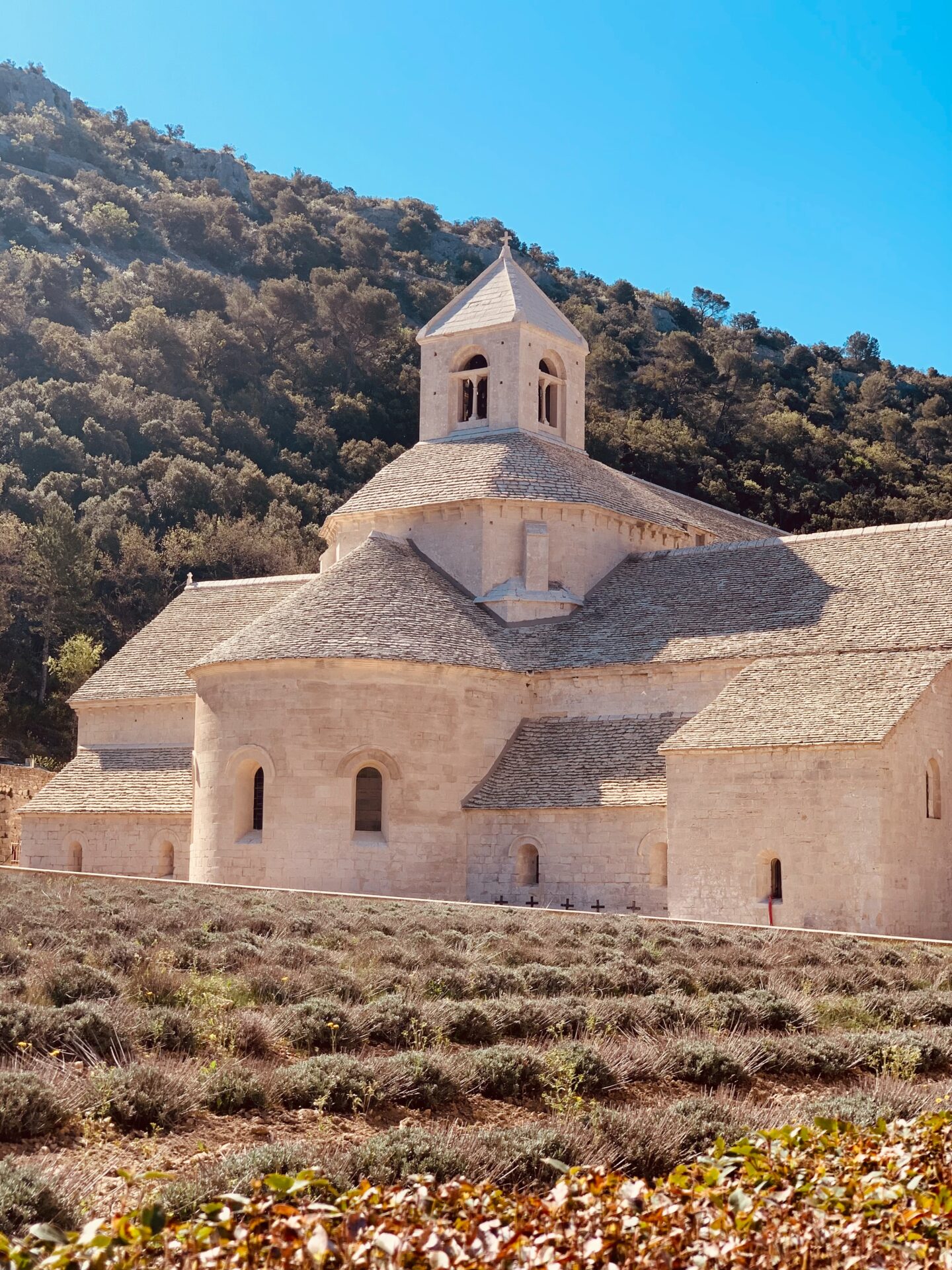 Abbaye de senanque in the middle of dead lavender fields